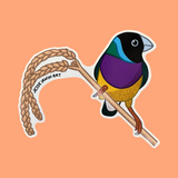 Gouldian Finch Sticker