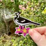 Peewee/Magpie-Lark and Calytrix Carinata Vinyl Sticker - Australian Animals and Flowers - Die Cut Vinyl Sticker - Laptop Decal
